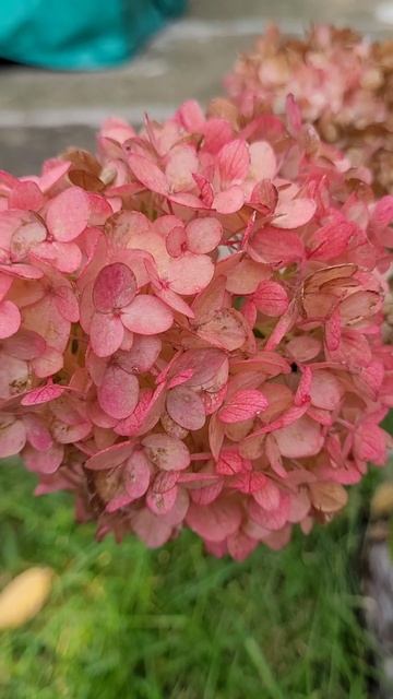 Жовтнева вишенька "Petite Cherry"/October cherry "Petite Cherry" #autumn #flowers #