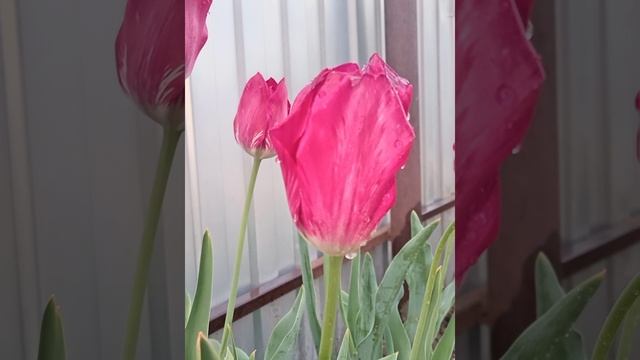 ВЕСЕННЕГО ВСЕМ НАСТРОЕНИЯ