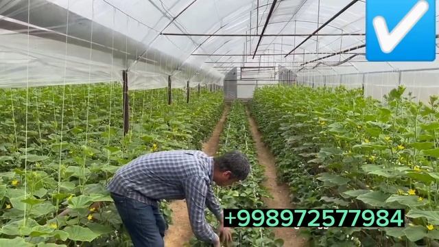 МАНА ИСБОТ | ХИМИКАТ❌ | БИОГУМУС✔️ | АБДУГАФФОР акада?