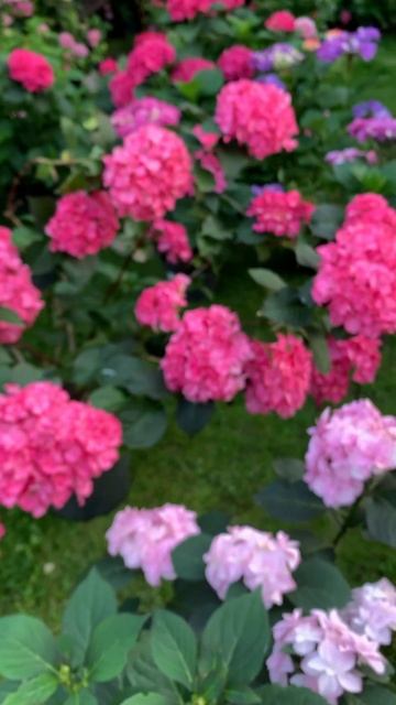 Как можно их не любить#гортензия #гортензія #flowers #hortensia