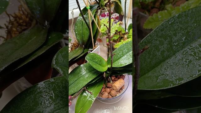 Хочу вам показать как я ухаживаю за своими орхидеями 😊😍такую процедуру делаю два три раза в день!