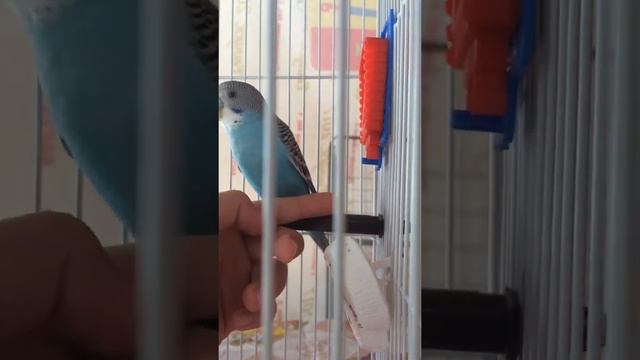 Волнистый попугайчик Кеша 🦜