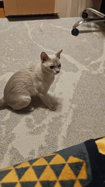 Поведение бурманской кошки во время гуляния