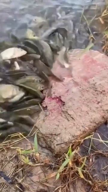 А это видео от подпиши-ка который увлекается прикормк?