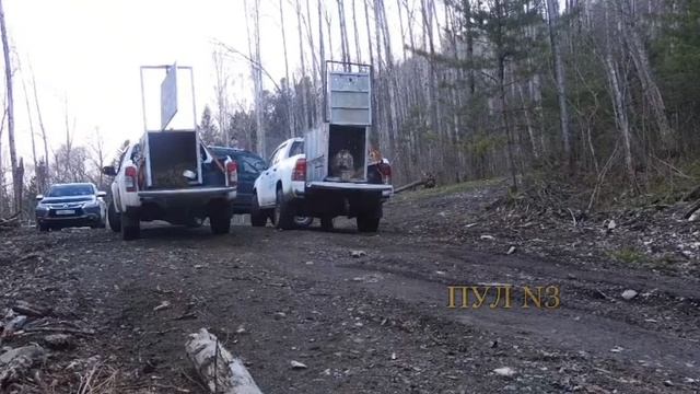 Во Владивостоке на волю отпустили двух тигров после реабилитации.