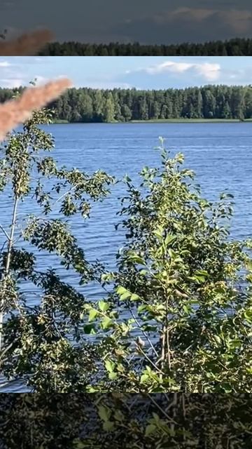 Тихая 🎣 рыбалка #рыбалка #хобби #pescador #villagevlog #рекаволг