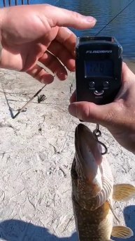 Дніпрова Щука !!! #крутарибалка #fishing #спінінг #карась #car