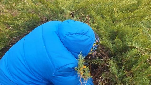 Дача. Победили тую