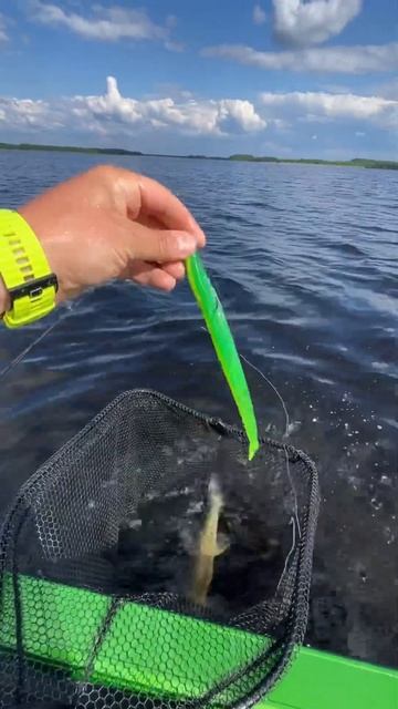Поймал судака #shorts #лодка #boat #fishing #рыбалка #судак #zander #?