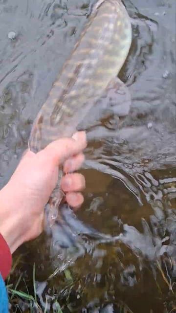 #fishing #рыбалка #спиннинговаяловля #спиннинг #fish #щука #ang