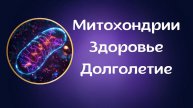 Лекция по митохондриальному здоровью врача эндокринолога