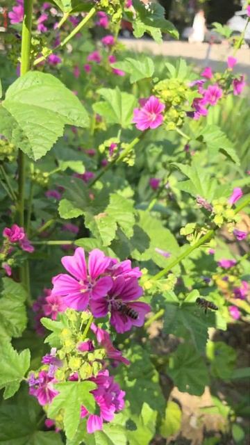 🌺🌺🌺 Мальвы в Сочи‼️🌺🌺🌺 #цветы #мальвы #красивые