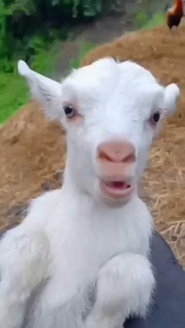 Baby Cow Vs. Goat Sound 💓❤️ #short #goat #cow #animals #sound #viralshorts #viralvideo #viralvideo