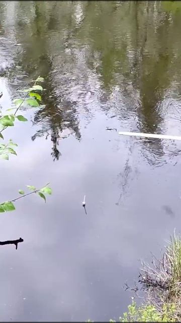 Поклёвка крупным планом! Рыбалка на таёжной речке. Fish b