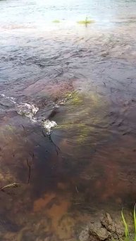 порог на реке Сура #рыбалка #music #fishing #shorts_ #carpfishing #carp #по