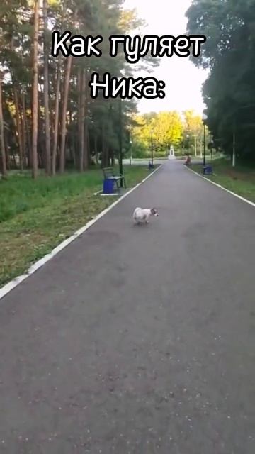 У Ники шило в одном месте 🤣 #собака #животные #shorts