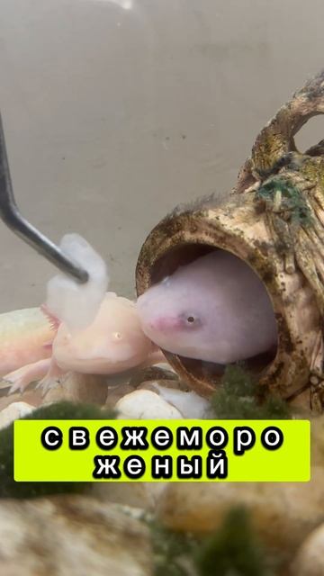 Лучшая еда для аксолотля-это морской коктейль свежемо