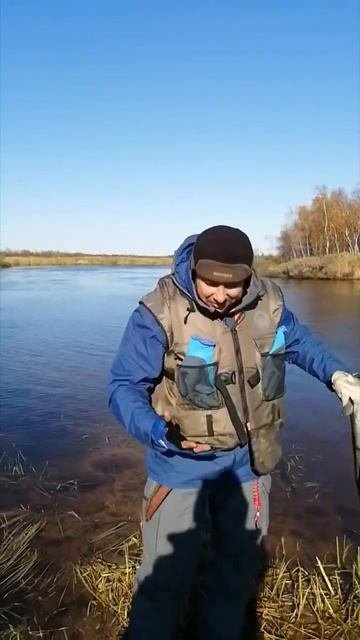 Налим прет. Осень. Рыбалка 2023. #shorts #shortsvideo #рыбалка