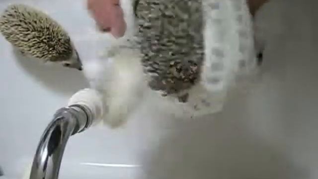 Купание ежиков  Приколы
