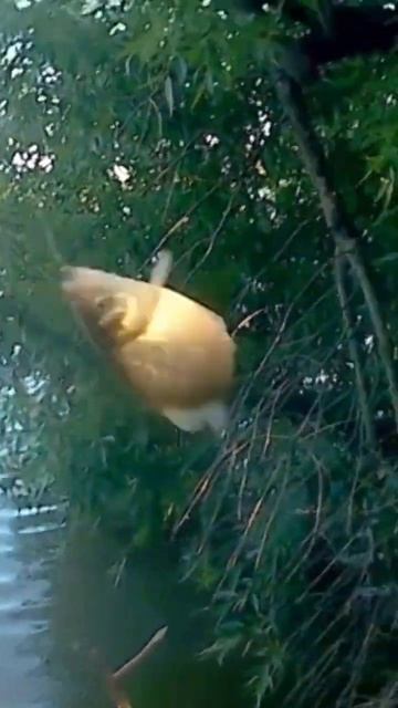 БОМБАРДА РУЛИТ! НОВИНКА! ДОННЫЙ МОНТАЖ!