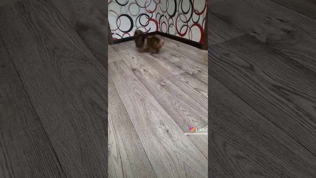 Миниатюрный мальчик шпиц 💥🤗😍