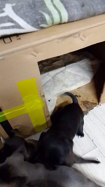 1000012947.mp4