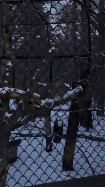 Новосибирский Зоопарк Манул Жора «мяукает» Novosibirsk Zoo Ma