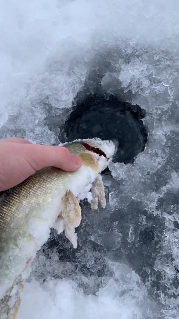 Рыбалка на щуку зимой. Ловля на ратлины #fishing