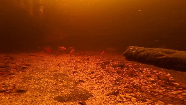 Подводная съемка бассейна с карпами, карасями и ротан?