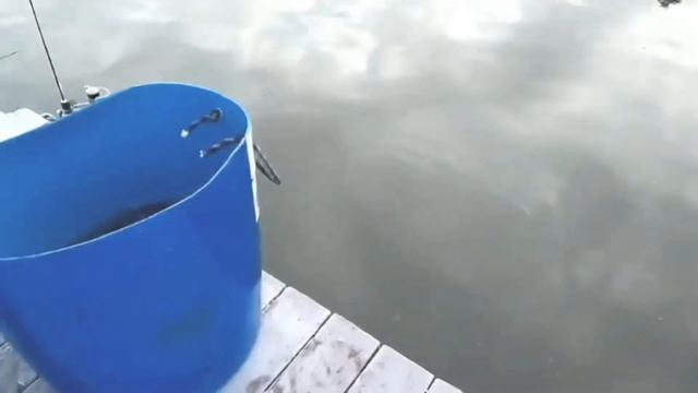 Ежедневное зарыбление форелью в Симбухово