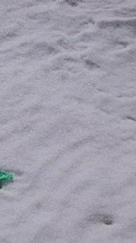 13 апреля, в Сургуте весна, прявились подснежники в рек?