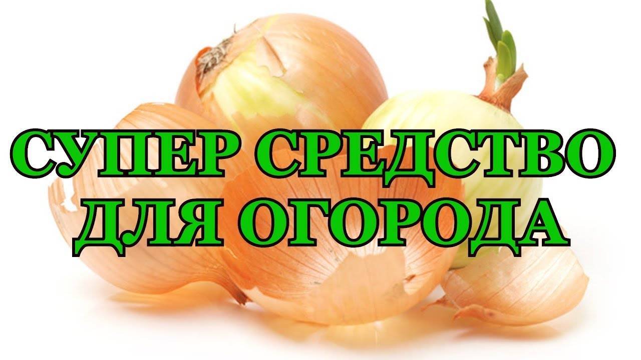 ЛУКОВАЯ ШЕЛУХА СУПЕР СРЕДСТВО ДЛЯ ОГОРОДА! ЭТО НАДО ЗНАТЬ!