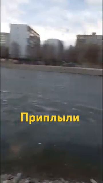 #саратов #рыбалка#утка