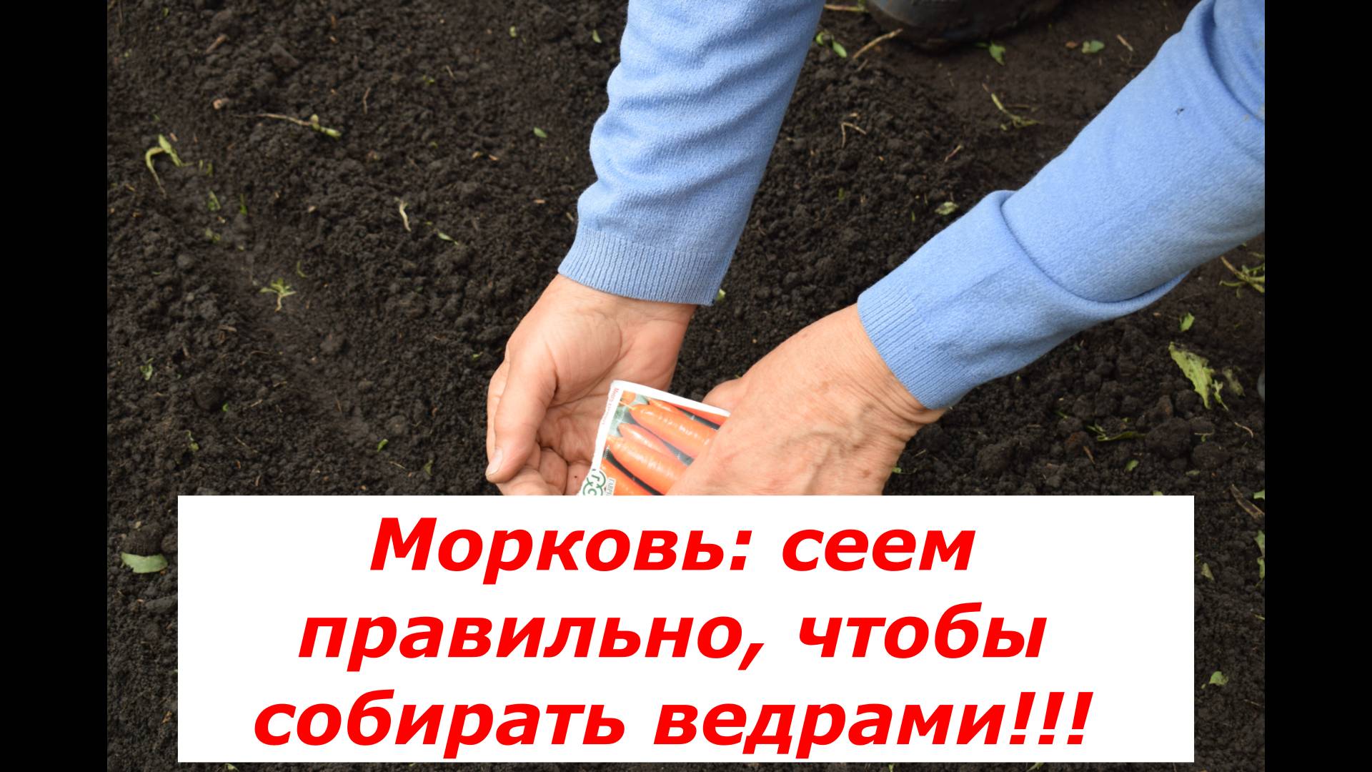 Посев моркови: когда и как сеять? #овощи # полезные советы #морковь
