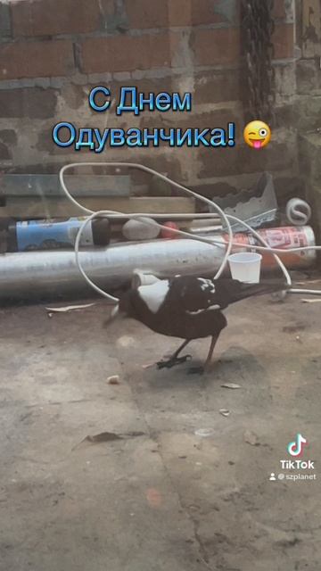 С Днем Одуванчика! 😜 Елена Рассохина, музыка 🎵 @volanicky @retrofm.latvija #деньодуванчика #птица
