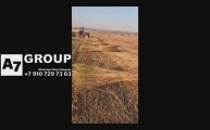 Комбайн прицепной для вязки снопов льна или конопли #комбайн #травы #конопля