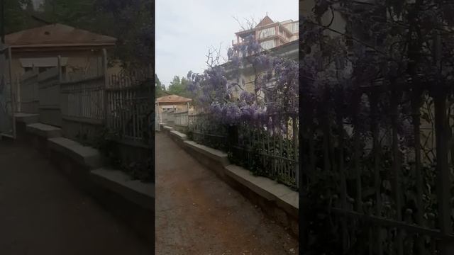 Красотка глициния глазам  художников.