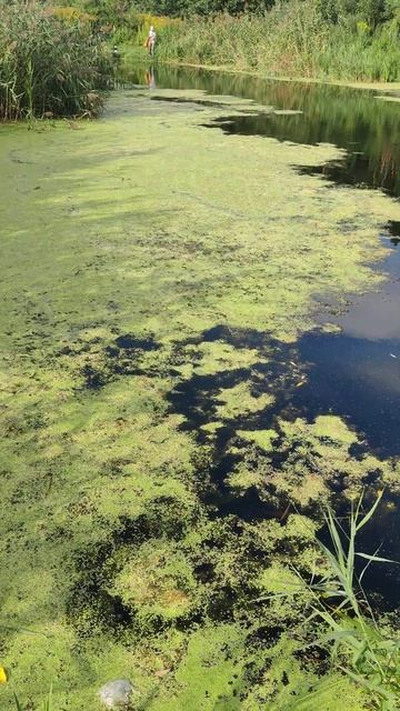 #Lake 🐟 #Fishing 4k Shorts ☘️ Duckweed & Young #Fisherman. Рыбалка на Озере -