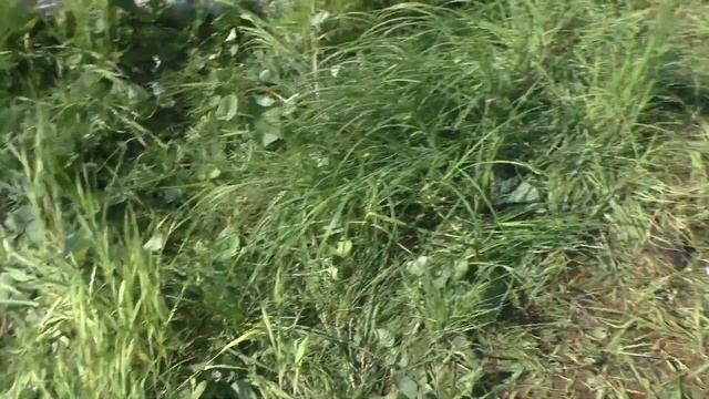 99 Серия Растение Белокопытник и о его Пользе, Тайга, Ко