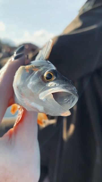 Отпускаем малыша🎣 #рыбалка #рыба #рыбак #fish #fishing #прир?