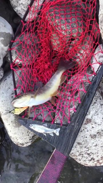 lure CUBE FISH 🥳#lure#fishing#troutfishing#trout#daiwa#shorts#video#smith#форель#рыба?