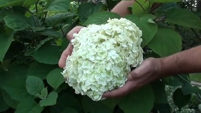 ГОРТЕНЗИЯ Уход, Чем ПОДКОРМИТЬ и КАК ПОЛИВАТЬ!