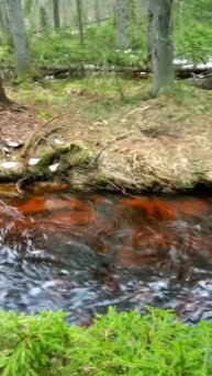 Лесной ручей.25 апреля 24 года Карелия.🌲