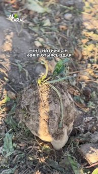 #рекомендации #малшаруашылығы #урожай #удобрения #farming
