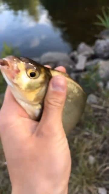 Мирная рыба на ультралайт💥 #рыбалка #fishing #рыбалканас?