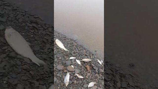 Куча рыбы в нерестовый запрет, А вам так слабо?  Рыбалк?