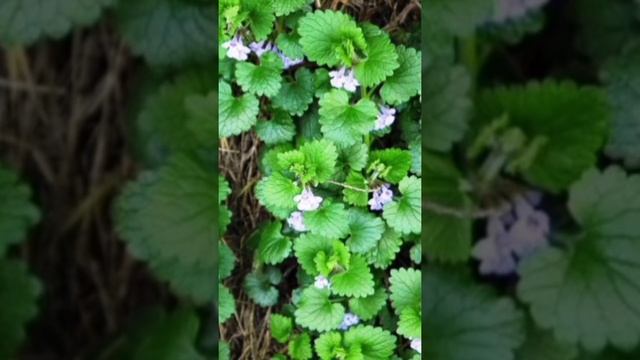 БУДРА ПЛЮЩЕВИДНАЯ 🌿 #будраплющевидная #травянаямаги?