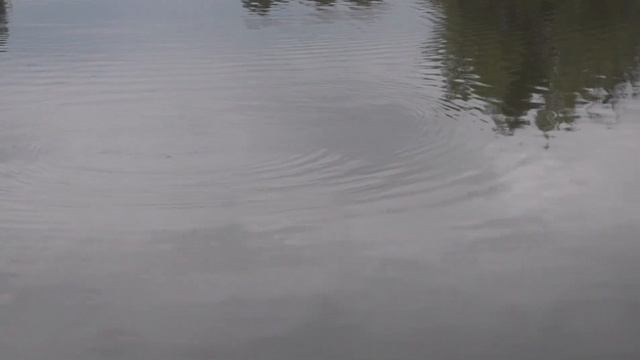 Карповая рыбалка . Поплавочный "ультиматум" . Дальняя д