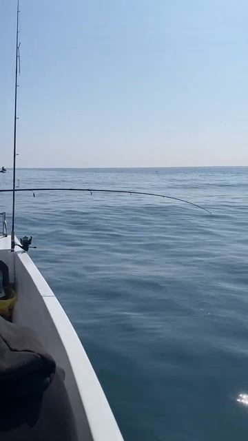 Рыбалка в Сочи. Ставридка. #рыбалка #морскаярыбалка #fish