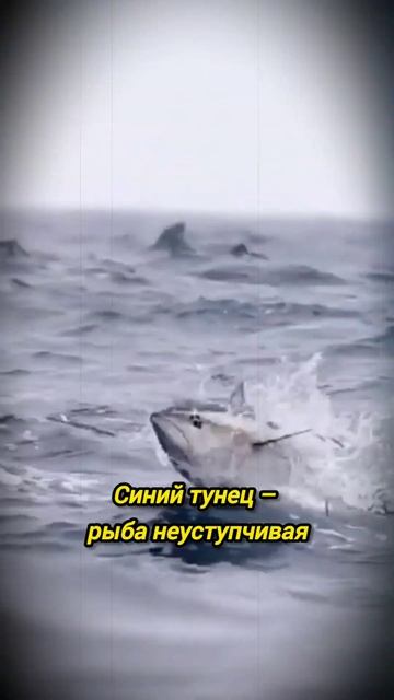 Самая большая рыба пойманная на удочку #shorts #тунец #рыб